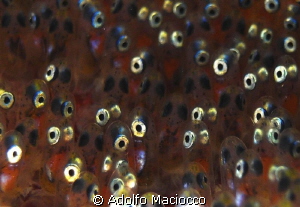 Clownfish ready ready to hatch by Adolfo Maciocco 